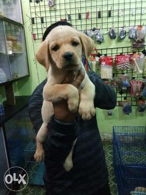 Labrador male female pups available at lowest