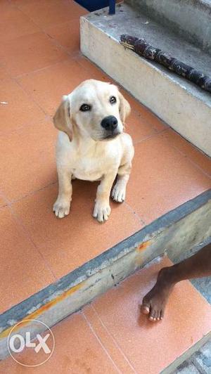 Labrador puppy available, 3 months old.