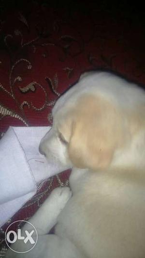 Labrador puppy in very good health 2 month old.