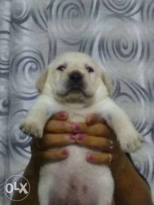 Lad puppies pedigree puppies only male available