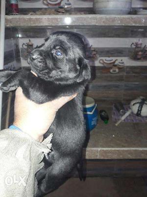 Lebra male 3 for sale good qulty puppy bleck