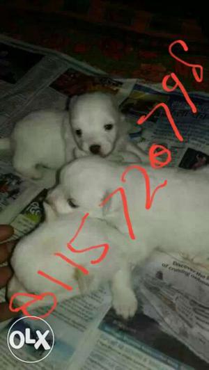 Litter Of White Short Coated Puppies