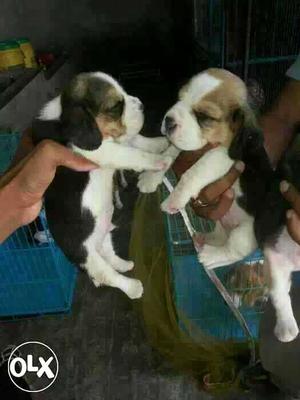 Lucknow:-- Powerful Dog's" All Puppeis Pets Deal