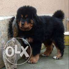 MAX KENNEL Best pureTibetan mastiff puppies Healthy and