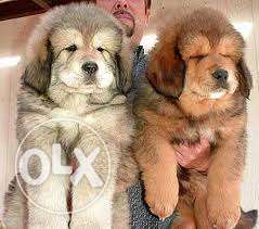 MAX KENNEL Lions big good pure Tibetan mastiff puppies male