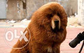 MAX KENNEL:+ best good very good very Tibetan mastiff