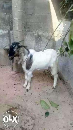 Male goat sale