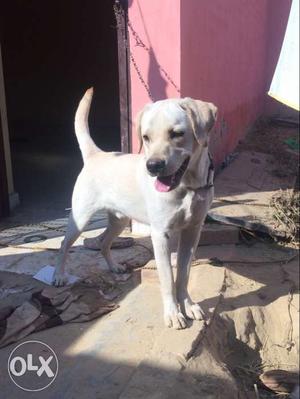 Male labrador puppy 10 month old