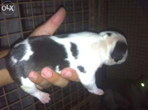 Male pupp for sel Father american bully. Mother pitbull