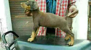 Nagpur:-- Strong To Work Dog's" All Puppeis Pets