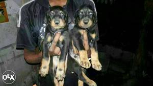 Nashik:-- Plyaful Dog's"all Puppeis Pets Deal