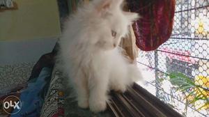 Need to sell Persian kitten 2months full white