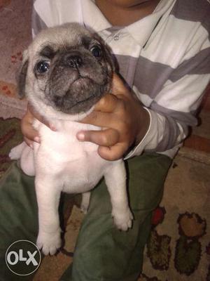 One. Month old pug for sale