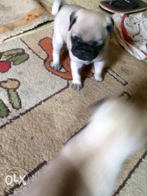 One month old pugs for sale