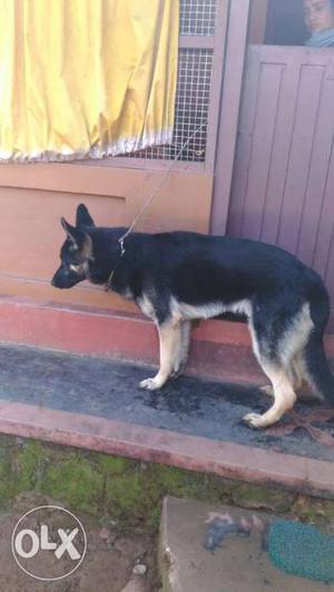 One year old male Gsd sale or exchange with