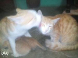 Orange Tabby Cat And Kitten