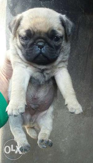 PUG MALE 1month sell No EXCHANGE call me