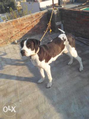 Pakistani bully female 14 month sAle and exchng