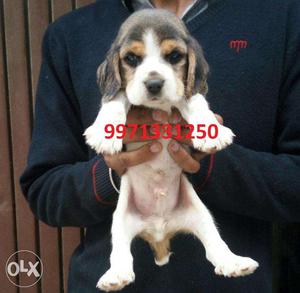 Pedigreed Pups Small Breed Beagle & Shihtzu Sell In Testify