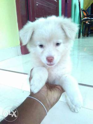 Perfect breed white Pomeranian puppies for sale