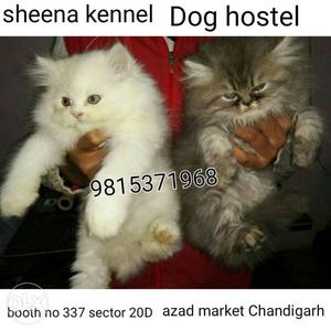 Persian cats and kittens available sheena pet