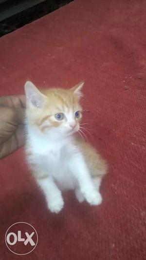Persian cross breed for less cost. wants to sell