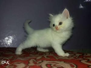 Persian kitten 50 day.s old male doll face