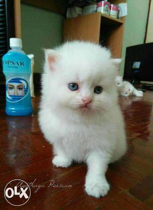 Persian kitten cats sale.all india all colors blue eyes