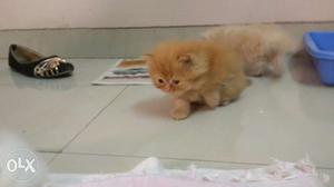 Persian kittens.Fluffy and healthy
