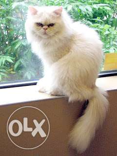 Persian male for meting semi punch face snow white odd eyes