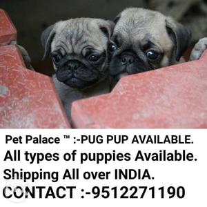 Pet Palace ™:-pug, Rottweiler, Golden Reitewer, German