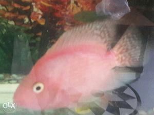 Pink Fish In Hyderabad