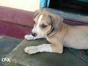 Pitbull female puppy pure breed,price negotiable,call
