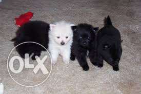 Pom puppys for sale
