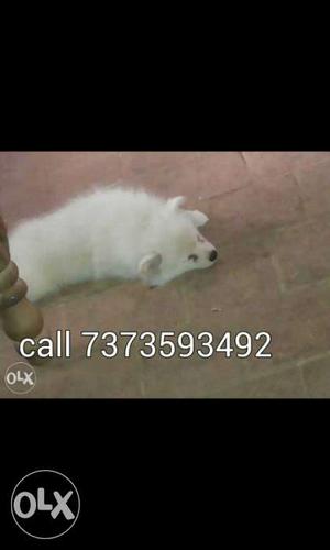 Pomeranian puppy for sales