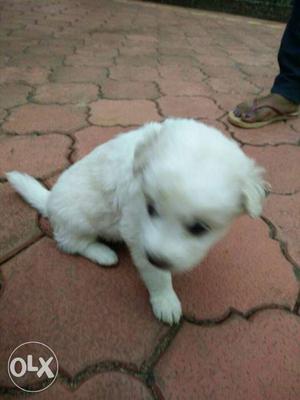 Pomorian puppies for sale male  female 