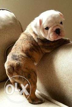 Princy kennel:-English bull dog male available at best price