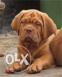 Princy kennel:-french MASTIFF wounderful qality with kci