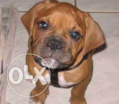 Princy kennel:-french mastiff 2 month old only puppies sell