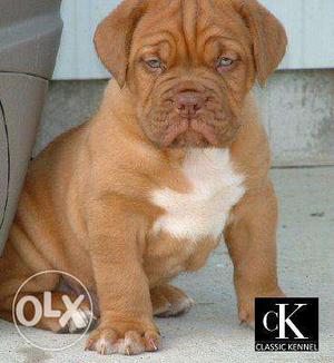 Princy kennel:- male french mastiff very atractive looks