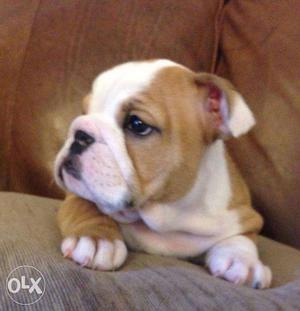 Princy kennel:-standerd eng bull dog male female puppies