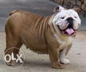 Princy kennel:-urgent Sale eng... bull dog pup so healthy
