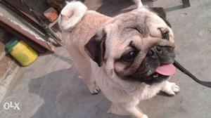 Pug Dog In Kanpur