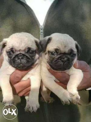 Pug comical face Puppies show breed quality male