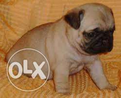 Pug cream (female) show quality heavily pedigree with pepers