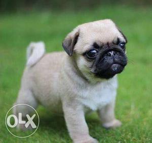 Pug female puppy for sale