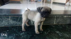 Pug female puppy for sale Without papa