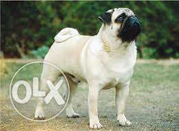 Pug female puppy import breed top quality