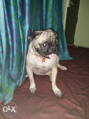 Pug for matting..we have male pug if anyone interested..