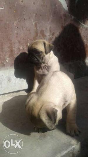 Pug pup for sale 999 not a price call or a msg